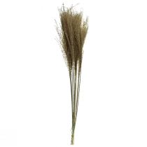 Prodotto Miscanthus erba cinese argentata erba decorativa secca 75cm 10 pezzi