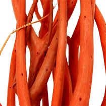 Rami di Mitsumata Arancio 34-60 cm 12 pezzi