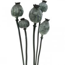 Capsule di semi di papavero color nero fiori secchi decorazione semi di papavero 50-60 cm 5 pezzi