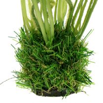 Prodotto Poppy White in the grass 23cm