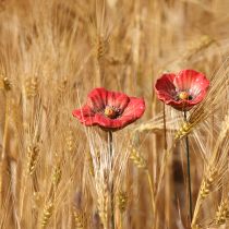 Prodotto Decorazione romantica in ceramica a forma di papavero per giardino primaverile e aiuole, 31 cm, 6 pezzi