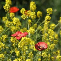 Prodotto Papavero da giardino in ceramica, design insolito per aiuole, 52 cm, 2 pezzi