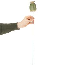 Prodotto Decorazioni da giardino a forma di baccello di papavero per composizioni floreali incantevoli, 60 cm, 2 pezzi.