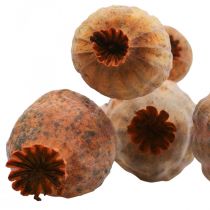 Papavero capsule grandi Papaver essiccate deco papavero arancione 5pz