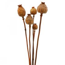 Papavero capsule grandi Papaver essiccate deco papavero arancione 5pz