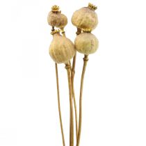 Capsula di papavero grandi fiori secchi papavero giallo deco papavero 5pz