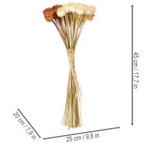 Prodotto Baccelli di semi di papavero artificiali essiccati, mazzo di tre colori, 40 cm, 45 pezzi