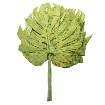 Prodotto Foglie decorative di Monstera per decorazioni boho e urban jungle