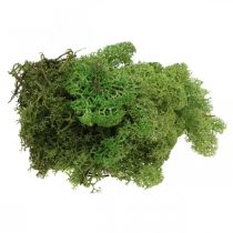 Muschio islandese verde muschio 400g