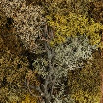 Prodotto Quadro muschio Quadro vero muschio con cornice preservata 40×30 cm