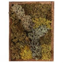 Prodotto Quadro muschio Quadro vero muschio con cornice preservata 40×30 cm