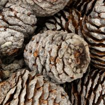 Prodotto Coni Murii naturali 500g