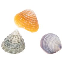 Prodotto Conchiglie decorative - Un elemento decorativo unico per bagni e soggiorni - 300 g