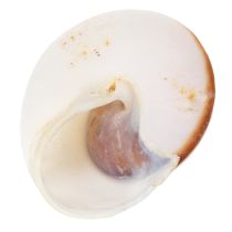 Prodotto Conchiglie decorative - Un elemento decorativo unico per bagni e soggiorni - 300 g