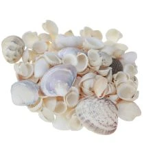 Prodotto Decorazione a conchiglia mini vongole conchiglie di lumaca 1–3 cm 340 g
