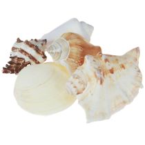 Prodotto Decorazione di conchiglie mix di conchiglie di lumache 4–8 cm naturale 400 g