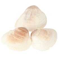 Prodotto Decorazione di conchiglie conchiglie bianche marroni vongole 5-7cm 300g