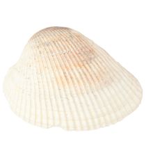 Prodotto Decorazione di conchiglie conchiglie bianche marroni vongole 5-7cm 300g