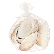 Prodotto Decorazione di conchiglie conchiglie bianche marroni vongole 5-7cm 300g
