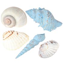 Prodotto Decorazione a conchiglia gusci di lumache blu naturale 3–5 cm 150 g
