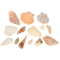 Prodotto Decorazione conchiglia lumaca di mare naturale 350g × 3pz