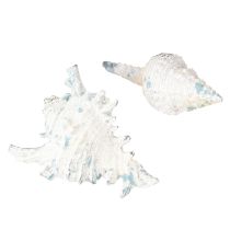 Prodotto Decorazione a conchiglia Lumaca di mare artificiale blu-bianca 11,5/13 cm 2 pezzi