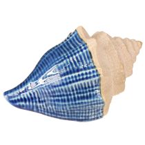 Prodotto Decorazione a conchiglia in ceramica marittima blu beige 16,5×11×9,5cm 2 pz