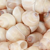 Prodotto Umachi di Cozze 500g