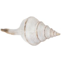Prodotto Forma decorativa a conchiglia per un elegante arredo marittimo, 44 cm