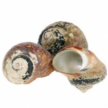 Prodotto Turbante shell alikreukel naturale 500g