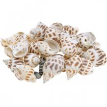 Decorazione a conchiglia, mini lumaca decorativa, mix di lumache di mare L2–4 cm 780 g