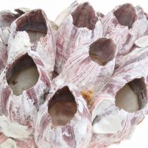 Deco shell cirripedi natura, decorazione marittima