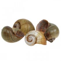 Decorazione chiocciola, gusci di chiocciola natura marittima, verde 10 pezzi
