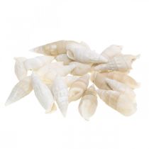 Deco lumache bianche, decorazione naturale lumaca di mare 2-5cm 1kg