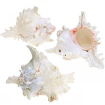 Prodotto Conchiglia Chicoreus ramosus 16cm 3 pz