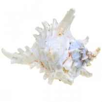 Prodotto Conchiglia Chicoreus ramosus 16cm 3 pz