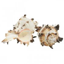 Prodotto Deco gusci di lumaca rigato, lumache di mare decorazione naturale 1kg