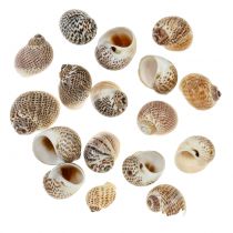 Gusci di lumaca al naturale 500g