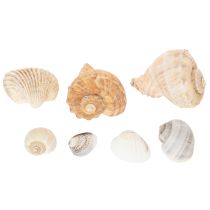 Prodotto Lumache e conchiglie - Elementi decorativi marini per abbellire la tua stanza in modo unico - 500 g