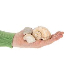 Prodotto Lumache e conchiglie - Accenti decorativi marittimi per abbellire in modo unico la stanza - 500 g