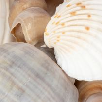 Prodotto Conchiglie marini Decorazioni naturali per arredamento d'interno elegante e fai da te 500g