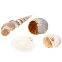 Prodotto Conchiglie marini Decorazioni naturali per arredamento d'interno elegante e fai da te 500g
