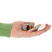 Prodotto Conchiglie e lumache Oggetti decorativi marittimi naturali per un design d'interni elegante 500g