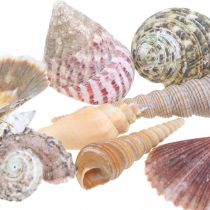 Mix di conchiglie, conchiglie e gusci di lumaca, decorazione estiva H3–5 cm/L2,5–9 cm 950 g