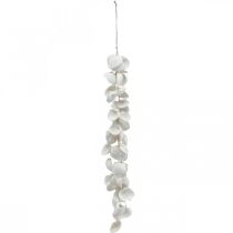 Ghirlanda di conchiglie Ghirlanda di conchiglie decorazione marittima L87cm