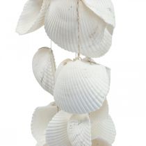Ghirlanda di conchiglie Ghirlanda di conchiglie decorazione marittima L87cm