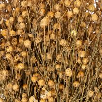 Prodotto Lino naturale essiccato per composizioni di fiori secchi Linum Natur 60cm 180g