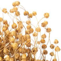 Prodotto Lino naturale essiccato per composizioni di fiori secchi Linum Natur 60cm 180g