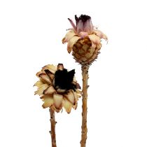 Prodotto Nerifolia Germoglio 25 pz