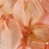 Prodotto Il fiore essiccato di Nicandra crea un'atmosfera romantica per qualsiasi zona giorno 75cm